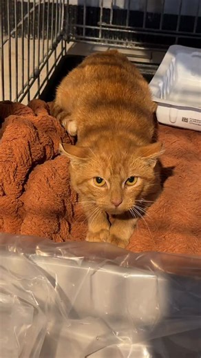 Emilie Rackovan on Instagram: "Welcome to the foster fam, Marmalade 🍯 (yes I know that’s honey, but it’s the closest thing I could find 😆)"