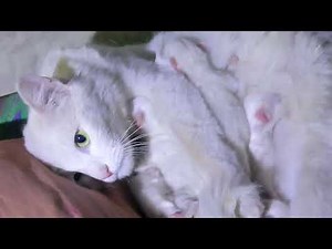 Mother Cat Giving Birth to 4 Tiny Kittens! 😻🐱 Full Birth Process - Heartwarming!