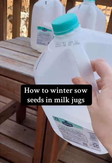 How to Winter Sow Seeds Using Milk Jugs