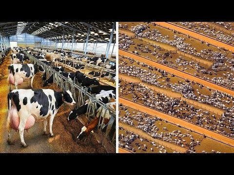 The Primal Way: Raising Millions of Massive Cattle in the African | inside factory process