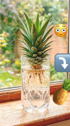 🍍 grow pineapple farming diy at home #diy