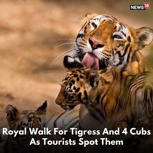 9.4K views · 73 reactions | Tigress and cubs cross a path as tourists watch them in awe #tiger #tigress #cubs #animals #tigerspotted | News18 | Facebook