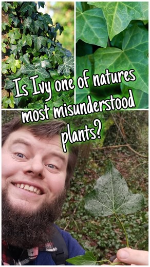 🌿 Ivy – The Evergreen Healer That Cleans the Air Naturally 🍃💨 Climbing walls, trees, and fences, ivy stays green all year round — a living curtain of life that purifies the world around it. 🌱❄️ But this plant isn’t just beautiful — it’s one of nature’s most effective air purifiers, helping absorb toxins like mould spores, benzene, and formaldehyde, improving the air we breathe both indoors and out. 🌬️💚 For centuries, herbalists have also turned to ivy for its medicinal power. Its leaves co