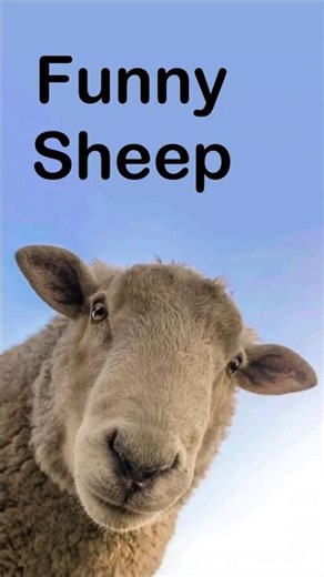 Sheep with the funniest sense of humour 😂