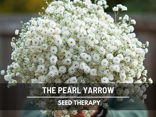 Yarrow the Pearl Seeds – Heirloom Flower, Medicinal Herb, Double White Blooms, Garden Gift, Long-lasting Blooms | 100 Seeds - Etsy