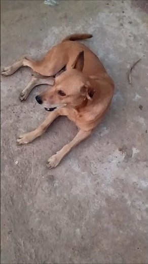 Dog🐕 🦺 funny sound effects#ytshorts