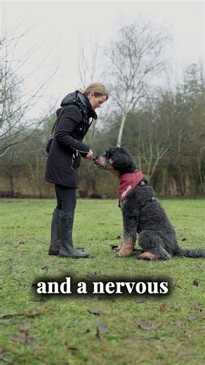 How to train big dogs