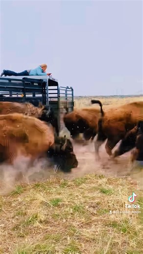 Harvests - Meat - Starter Herd | Always enjoy seeing new producers getting into the Bison Word #starterherd #bison #rancher #agworld #cowboy #buffalo #montana #america | Instagram