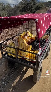 8.6K reactions · 623 shares | It’s a great day to cart around a bunch of old dogs.  | Camp Golden Years Old Dog Army | Facebook