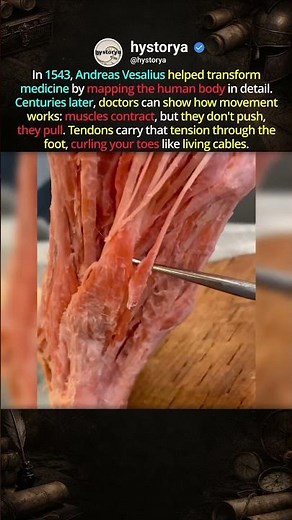 Flexing Your Tendons 💪 #historyfacts #historyshorts
