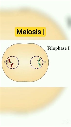 meiosis | cell biology understanding #neet #aiims #doctors #ytshorts #trending