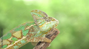 The eye of Veiled Chameleon or Cone-head Chameleon which is a species of chameleon, native to Yemen and Saudi Arabia.