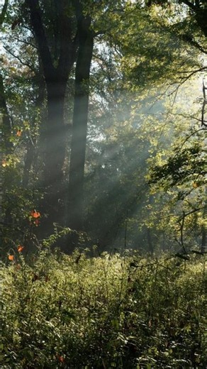 When Ravens Call the Forest Home