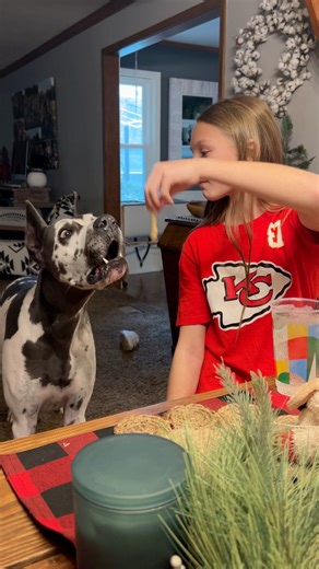 487K views · 20K reactions | Watch my Great Dane’s mouth every time my daughter takes a bite of a French fry. | Danes And Things | Facebook