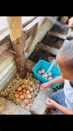 117K views · 4.1K reactions | Teach them when they young let’s invest in our children’s farming knowledge | The New Dawn Poultry Farm | Facebook