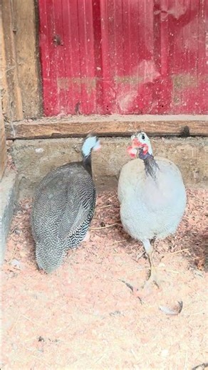 Guinea Fowls Chicken Bird - Raising Healthy GuineaFowls. #birds #chicks #chicken #poultry #egg