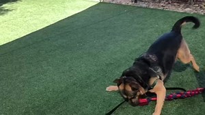 BARNABY: The dog. The myth. The legend. 3 years-old and available for adoption at Woods Humane Society in San Luis Obispo. | Woods Humane Society