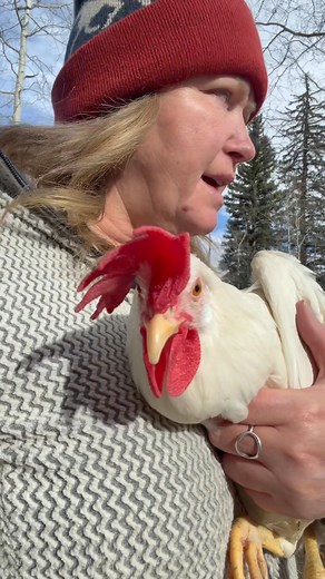🐔💛 Gloria is STILL here… and she’s thriving! 💛🐔 Y’all… my girl Gloria is still surviving and proving everyone wrong. Almost 2 mos ago she was injured and I truly didn’t know if she’d ever recover… but today I took her outside for a little walk and some sunshine, and she LOVED it. ☀️🐔 She’s eating, chirping, exploring… and just soaking in life. Everyone kept telling me to “just cull her,” but my heart couldn’t do it. Look at her now — strong, stubborn, and still fighting. Sometimes all you n