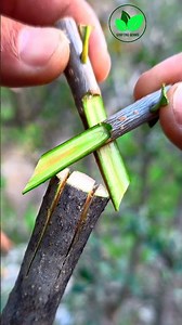 Easy grafting techniques for fruit plants | Olive tree grafting #plantcare #Graftingplants #bonsai