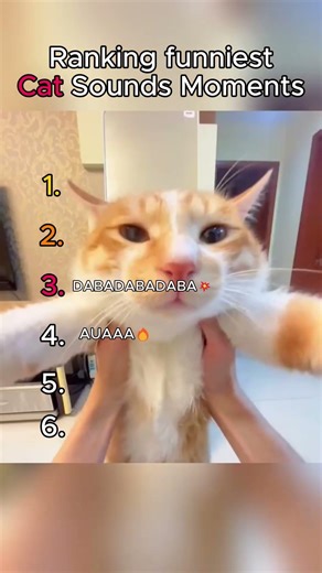 Top 6 Funniest Cat Sounds Ever 😂🐱