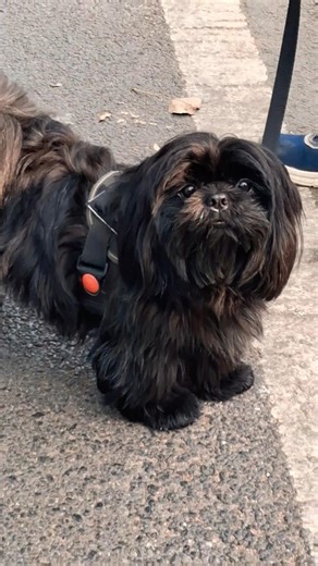 Two Adorable Dogs 🐕🐕 | Best Friendship & Cute Moments”#dogshorts