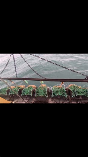 Exploring the Irish Sea: Scallop Fishing Adventures
