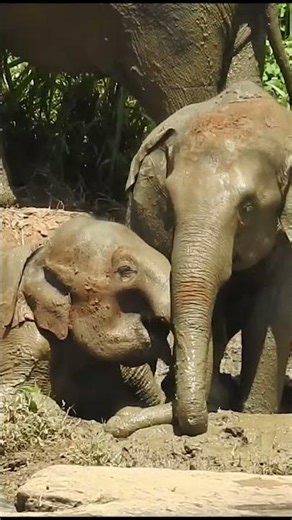 Cute Baby Elephants Playing in Mud 🐘😂 | Funny Elephant Moments #shorts