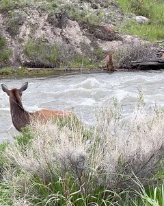Mama elk can only watch and hope that her baby makes it across safely! 🦌🏞😱 Credit: ViralHog | Hefty.co