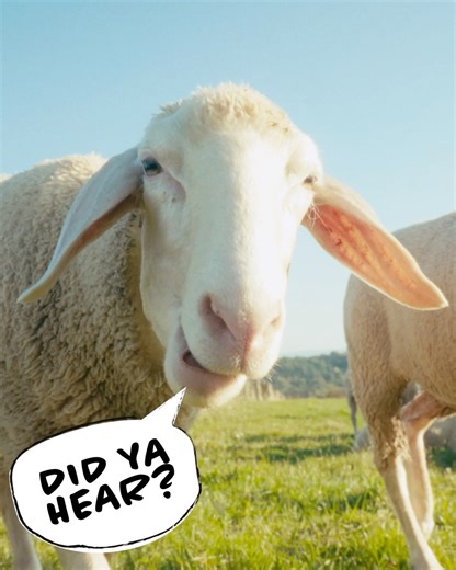 🚜🌾 It’s Ag Week, and we’re udderly excited to celebrate all things ag — especially the animals! 🐄🐖🐑🐐🐓🦆🐴 Big cheers to our 4-H’ers who care from barn to pasture with heart and hustle. 🍀💚 #AgWeek25 #4HBeyondReady | 4-H