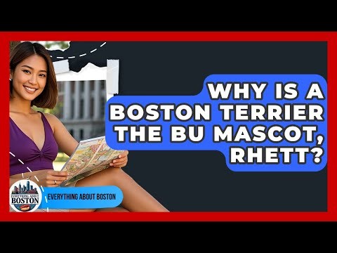 Why Is A Boston Terrier The BU Mascot, Rhett? - Everything About Boston
