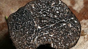 5 new types of truffles identified at UNH