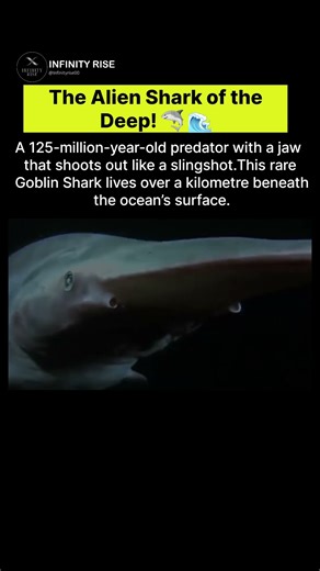 🦈 Alien or Shark? You Decide.