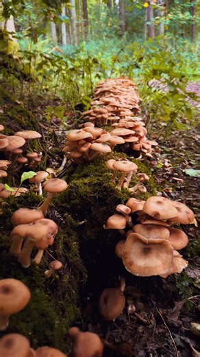 Autumn in Scotland 🍄‍🟫 🍂🏴󠁧󠁢󠁳󠁣󠁴󠁿 #visitscotland #mushrooms🍄 #scotland #explorescotland | bgs photography