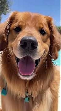 Watch This Dog Take the Ultimate Pool Jump!