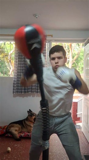 Reflex cobra bag work 02-12-26 #boxing #fightprep #boxingexercise #kingboxer #boxingworkout