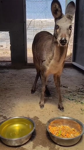 why is musk extracted from deer? #shorts #shortsfeed