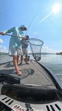 Big Guntersville largemouth on a sea urchin bait #bassgear #fishing #bassfishing #lake