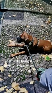 Trunks the Boxer on Reels