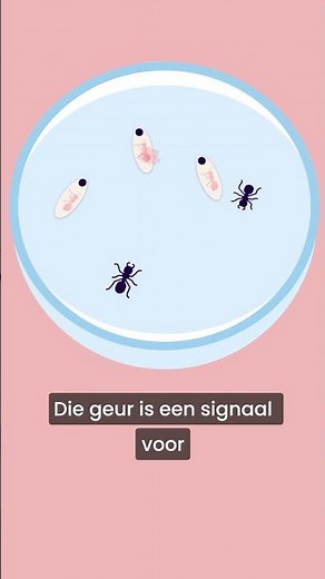 Deze mieren offeren zich op voor de groep