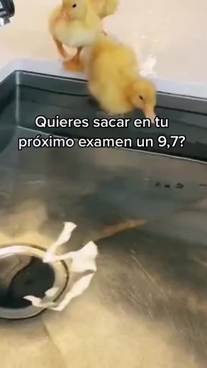 Seguir a @to_morrowland y te sigo #viral #followme #fyp