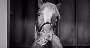 Mister Ed, The Talking Horse: Hollywood Secrets You Never Knew
