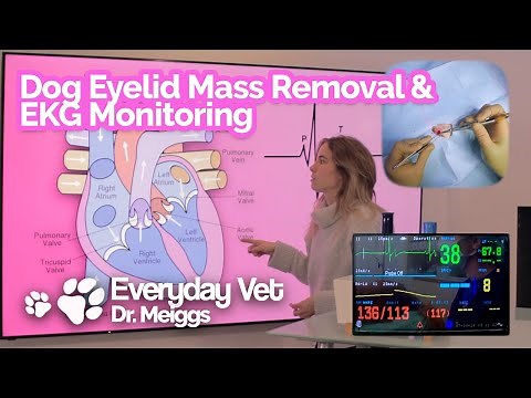 How to Interpret and Understand EKG Readings During a Dog Eyelid Mass Removal Surgery