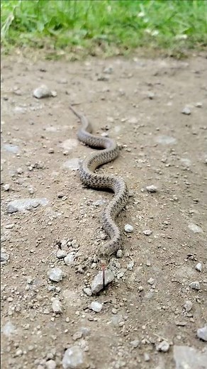 Dekay's Brown Snake in Slow Motion HD