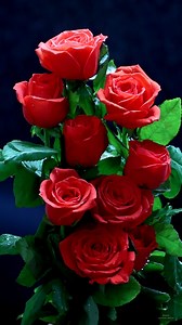 Orange Roses | Roses