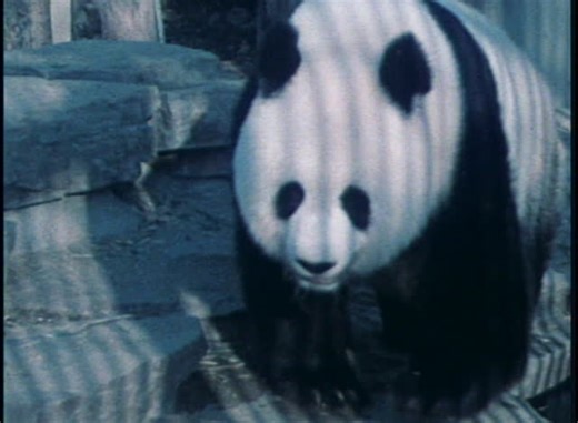 ＜ランラン＞さようなら・ありがとう…日本のパンダ５４年史