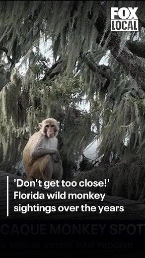 A monkey, believed to be a rhesus macaque, was spotted in Mount Dora, making it the latest monkey sighting reported in Central Florida. The monkey was seen near Gilbert Park and the Lakeside Inn before leaving the area prior to wildlife officials arriving.
