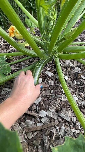 1.5K views · 810 reactions | Hopping on what should become a trend that my friend @blissfulgardener started … or well, at least that is where I saw it first! 朗 #zucchiniasmr Complete with a rooster in the background  Let’s hears yours! #zucchini #zucchiniseason #cocozellezucchini | Allison Preiss | Facebook