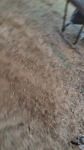 Afternoon walks 🐐 | Life at Leander