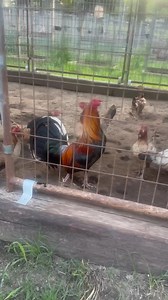 A big project we been working on for this season , far from complete but it’s getting the job done . 8 big battle cross pens and about 75 single mate ones we breed . | Dustin Murphy