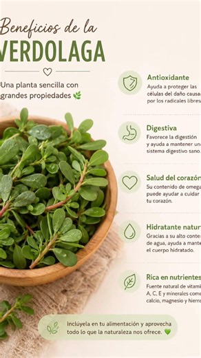 La verdolaga: el tesoro verde que muchos arrancan sin conocerlo